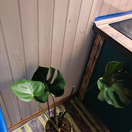 Apartment Vintage With Garden View