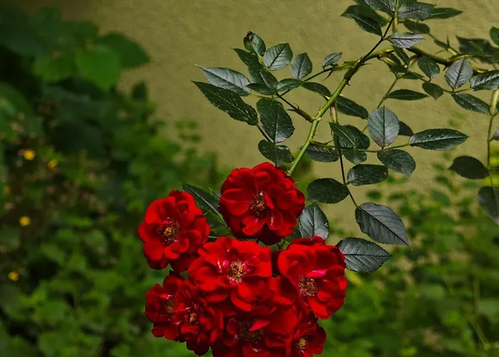 شقة Vintage With Garden View