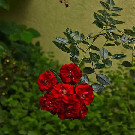 アパート Vintage With Garden View
